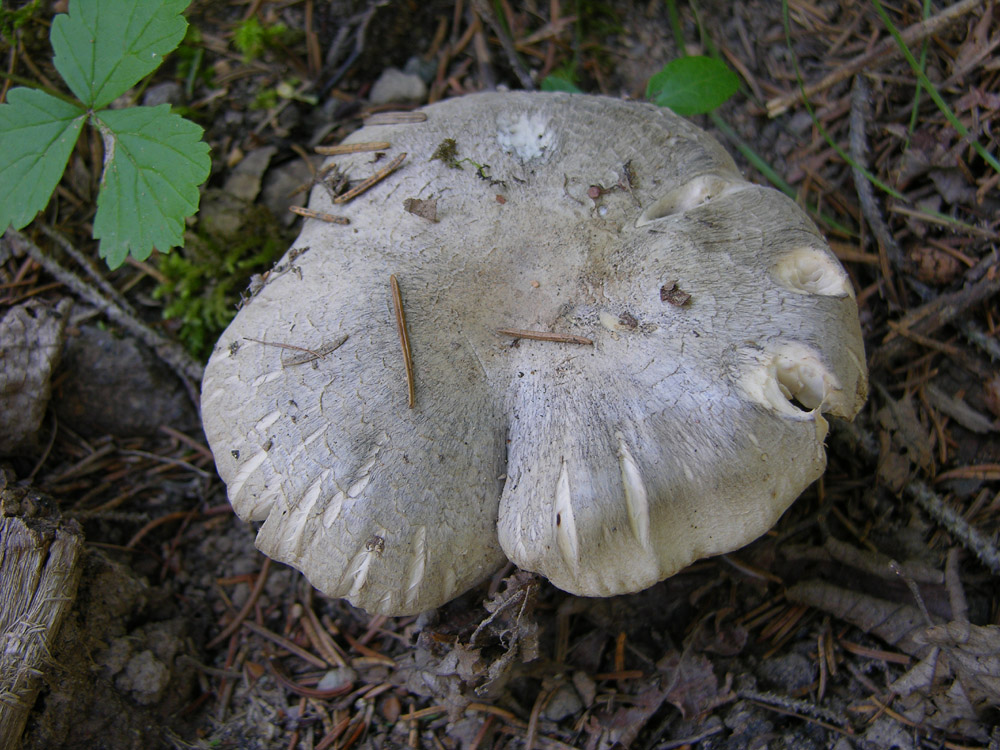 Se vi piacciono i funghi....